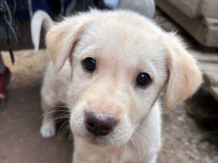 Taco, chiot à adopter