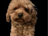 Scotty, mâle Cavapoo à vendre