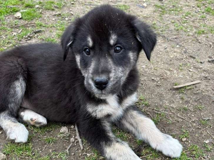 Nachos, chiot à adopter