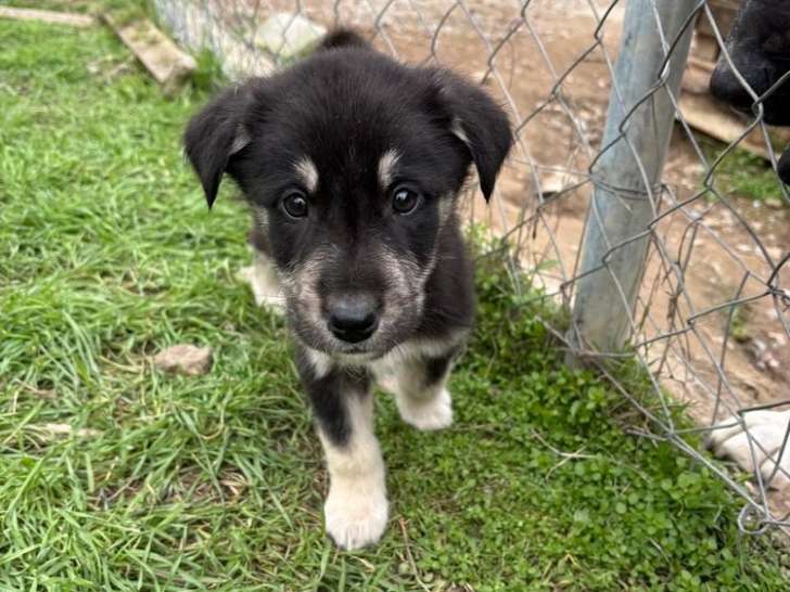 Alvis, chiot à adopter