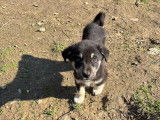 Alvis, chiot à adopter