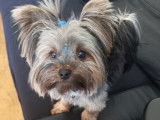Cherche petit mâle Yorkshire pour saillie
