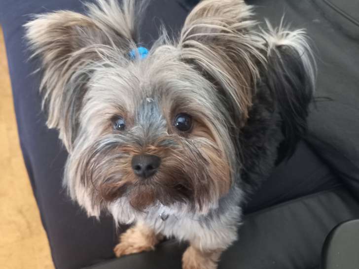 Cherche petit mâle Yorkshire pour saillie