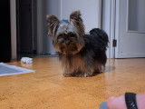 Cherche petit mâle Yorkshire pour saillie