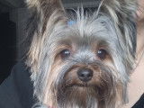 Cherche petit mâle Yorkshire pour saillie