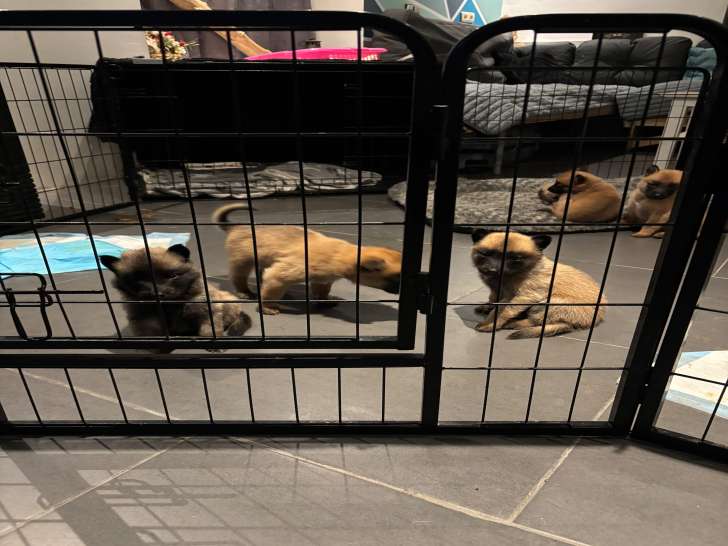 Chiots Malinois à vendre