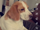 Chienne Beagle à donner