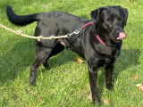 Mâle Labrador Retriever disponible pour saillie