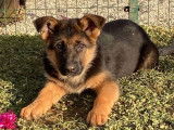 9 chiots Bergers Allemands LOF disponibles à la vente