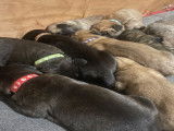 Chiots Cane Corso LOF à réserver
