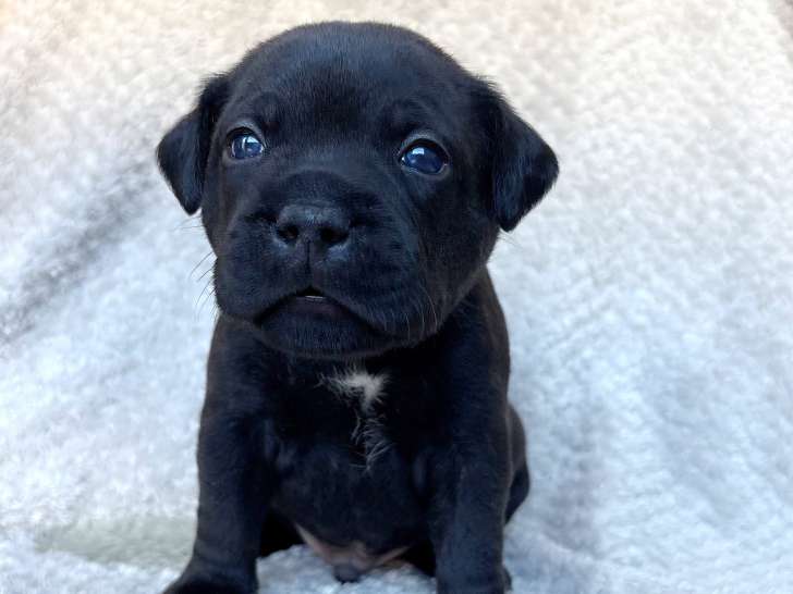 Chiots de race Staffordshire Bull Terrier à vendre (3 mâles)