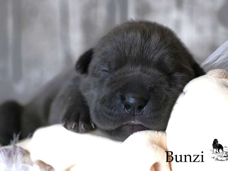 Chiots Cane Corso LOF à réserver