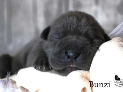 Chiots Cane Corso LOF à réserver