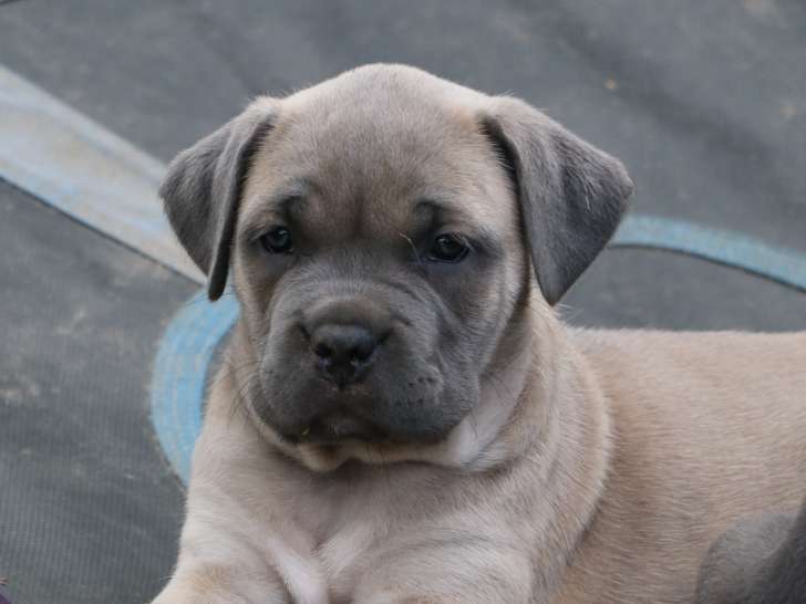 Chiots Cane Corso LOF à réserver