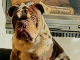 Mâle New English Bulldog disponible pour saillie