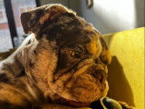 Mâle New English Bulldog disponible pour saillie