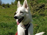 Male Berger Blanc Suisse LOF