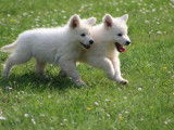 Superbes chiots Berger Blanc Suisse LOF à vendre