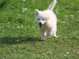 Superbes chiots Berger Blanc Suisse LOF à vendre