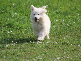 Superbes chiots Berger Blanc Suisse LOF à vendre
