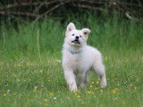 Superbes chiots Berger Blanc Suisse LOF à vendre