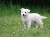 Superbes chiots Berger Blanc Suisse LOF à vendre