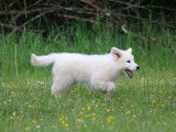 Superbes chiots Berger Blanc Suisse LOF à vendre