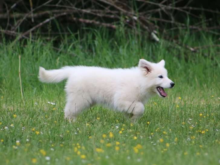 Superbes chiots Berger Blanc Suisse LOF à vendre