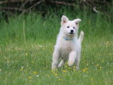 Superbes chiots Berger Blanc Suisse LOF à vendre