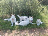 Superbes chiots Berger Blanc Suisse LOF à vendre
