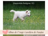 Superbes chiots Berger Blanc Suisse LOF à vendre
