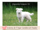 Superbes chiots Berger Blanc Suisse LOF à vendre