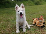 Superbes chiots Berger Blanc Suisse LOF à vendre