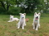 Superbes chiots Berger Blanc Suisse LOF à vendre