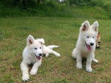 Superbes chiots Berger Blanc Suisse LOF à vendre