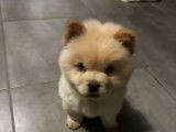 Chiot Chow Chow blanc crème à vendre