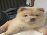 Chiot Chow Chow blanc crème à vendre