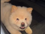 Chiot Chow Chow blanc crème à vendre