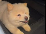 Chiot Chow Chow blanc crème à vendre