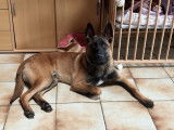 Mâle Berger Belge Malinois disponible pour saillie
