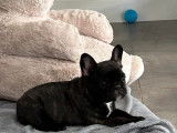 Chiot Bouledogue Français disponible