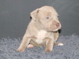 Chiots American Bully à vendre