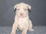 Chiots American Bully à vendre