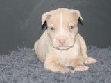 Chiots American Bully à vendre