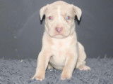 Chiots American Bully à vendre
