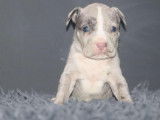 Chiots American Bully à vendre