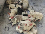 11 chiots Bouledogue Americain de belles lignées à vendre