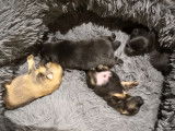 4 chiots Spitz Allemand (3 petits et 1 nain) à vendre