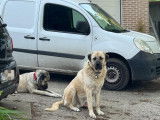 Chien adulte de race Kangal à donner