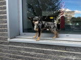 Mâle Chihuahua bleu merle feu disponible pour saillie